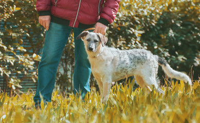 Curious puppy black and white  half-blood dog standing near the man's legs in the meadow