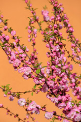 Fototapeta na wymiar Blüten Zweige Mandelbäumchen - Prunus Triloba