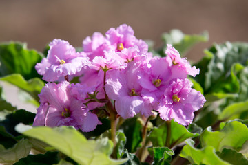 Bush of blooming violets in a pot on a Sunny day