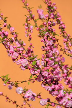 Bl&uuml;ten Zweige Mandelb&auml;umchen - Prunus Triloba