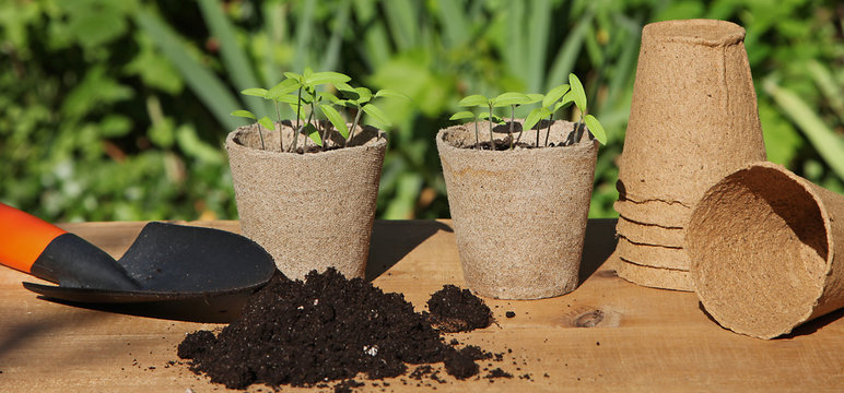 Semis de tomates dans des pots en tourbe