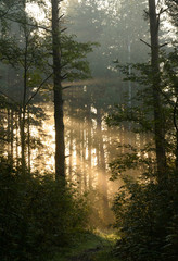 Silhouette of a pine forest at dawn.