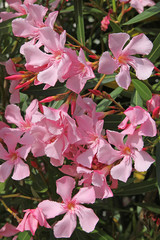 Laurier rose