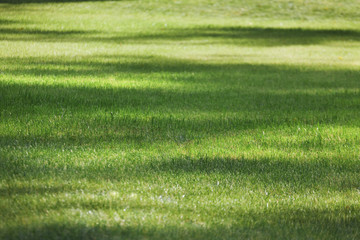 Summer lawn, green grass texture