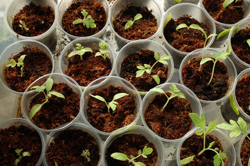 Early shoots and high expectations. Young plants on the window, harbingers of the future harvest.