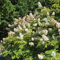 Hydrangea quercifolia