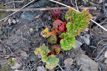 The young shoots of rhubarb. Aliens are already here