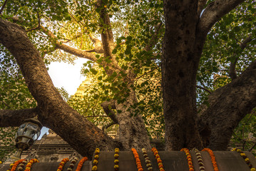 The Bodhi tree with stupa on background, which the Buddha became enlightened located at BodhGaya, India