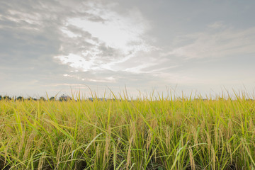 Jasmine rice field, Rice paddy farm