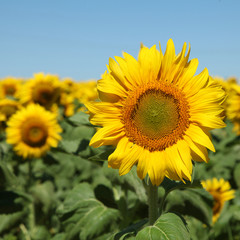 Tournesols
