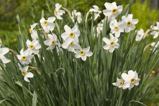 White daffodils in a spring garden