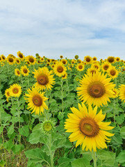 Close up sunflower in the field