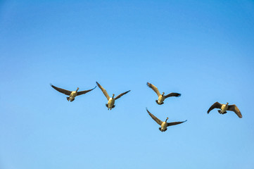 Canada geese flying south. This picture was taken from a boat on Lake Champlain USA
