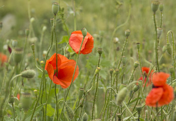 Red poppies on green field.