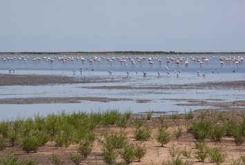 Flock of wild pink flamingos on the sandbars in Rhone river delta, Camargue national reserve, France