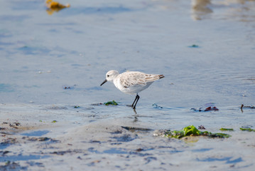 Calidris alba, Sanderling, bird who pecks on the beach