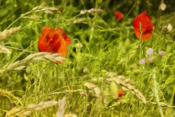 Red poppies on green field.