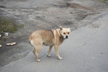 a sick homeless dog on the street