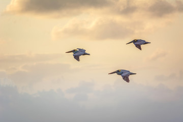 Pelicans fly early in the morning