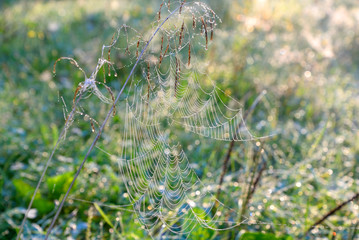 Spider web with dew drops.