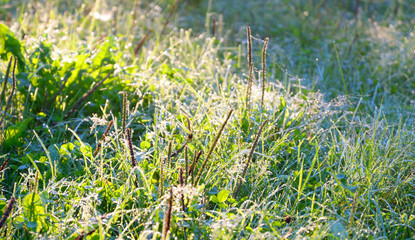 Fresh grass with dew drops.