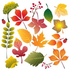 leaves of different colors and sizes