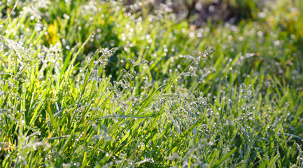 Fresh grass with dew drops.