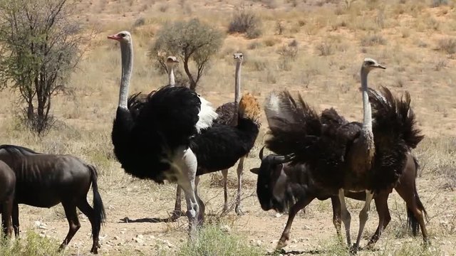 Ostriches cooling of in Kalahari with Wildebeest feeding
