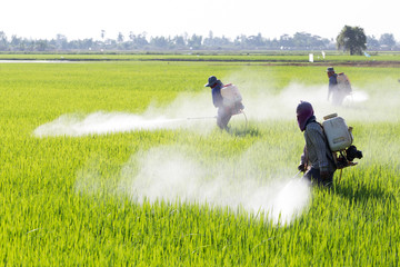 farmer spraying pesticide in the rice field - obrazy, fototapety, plakaty