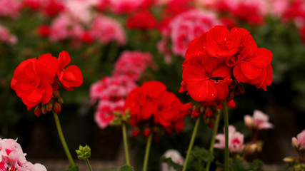 Flowers in Spring Pink Red Green house bunches Blooming Geraniums 