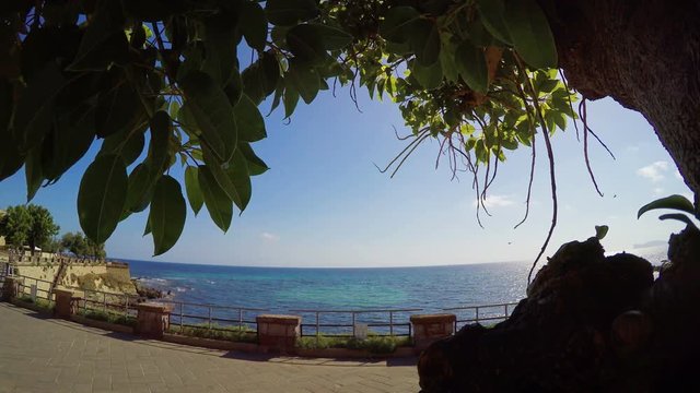 Trees in Alghero seafront, Sardinia
