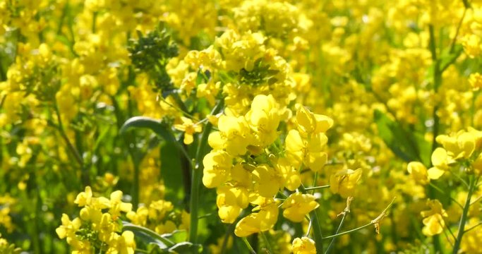 Swaying canola flower at bright sunny day