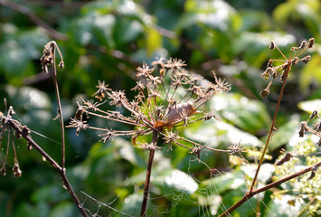 Dry plant with dew drops.