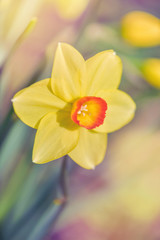 Yellow spring close up flower  narcissus with green leaves and smooth background 