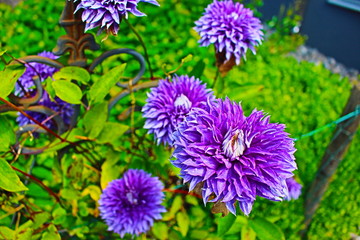 Fototapeta premium flower violett purple 