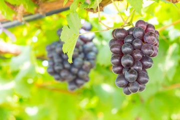 Black Grapes in the vineyard