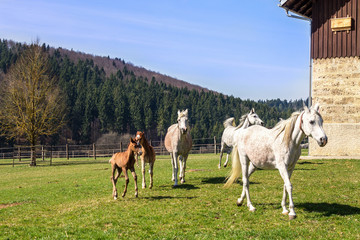 Obraz premium Haupt- und Landgestüt Marbach