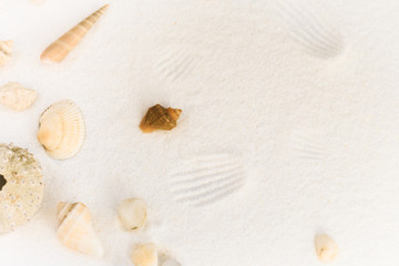 Sea shells on a white sand background