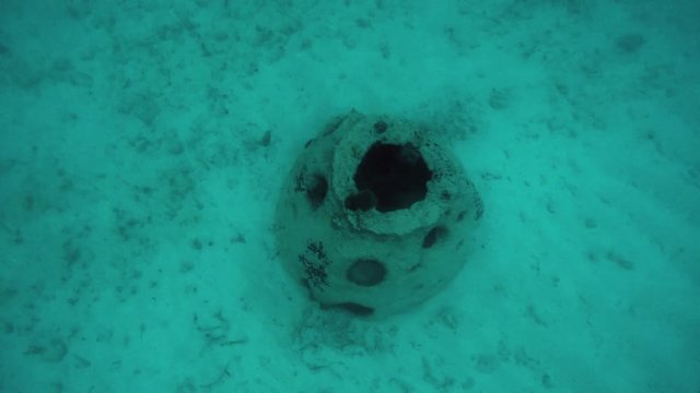 Tropical fish swimming around a coral reef hideout in Riviera Maya Mexico. Slow motion 120fps