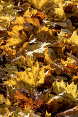 Blätter mit herbstlicher Färbung