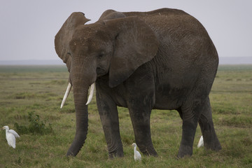 Fototapeta na wymiar elefante gigante