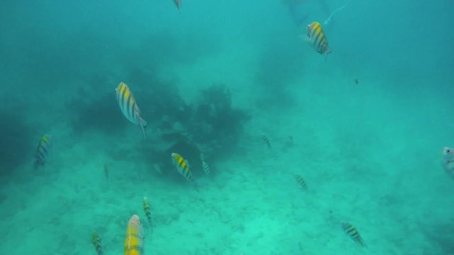 Schools of tropical fish swimming around a coral reef in Riviera Maya Mexico. Slow motion 120fps