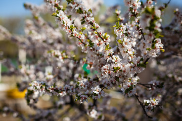 spring flowers of apricot