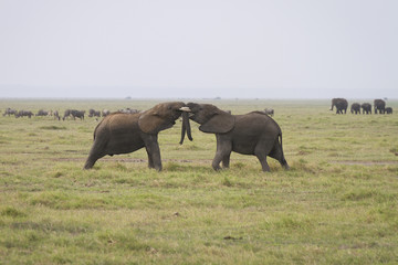elefanti che giocano