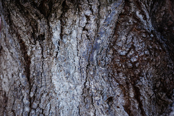 Tree bark texture