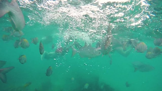 Schools of tropical fish swimming around a coral reef in Riviera Maya Mexico. Slow motion 120fps