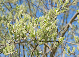 Salix caprea, Sal-Weide, Fruchtstand