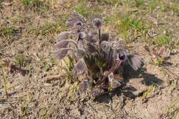 Family of wild Pulsatilla patens flowers at early spring meadow in Ukraine