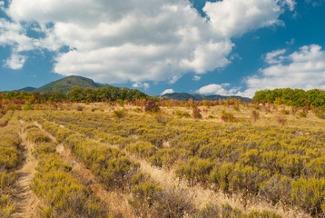 Neglected field with lavender in Crimean mountains