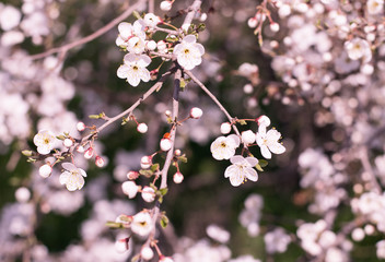 Cherry blossom tree